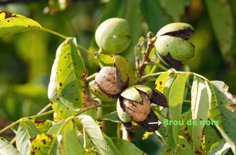 brou de noix